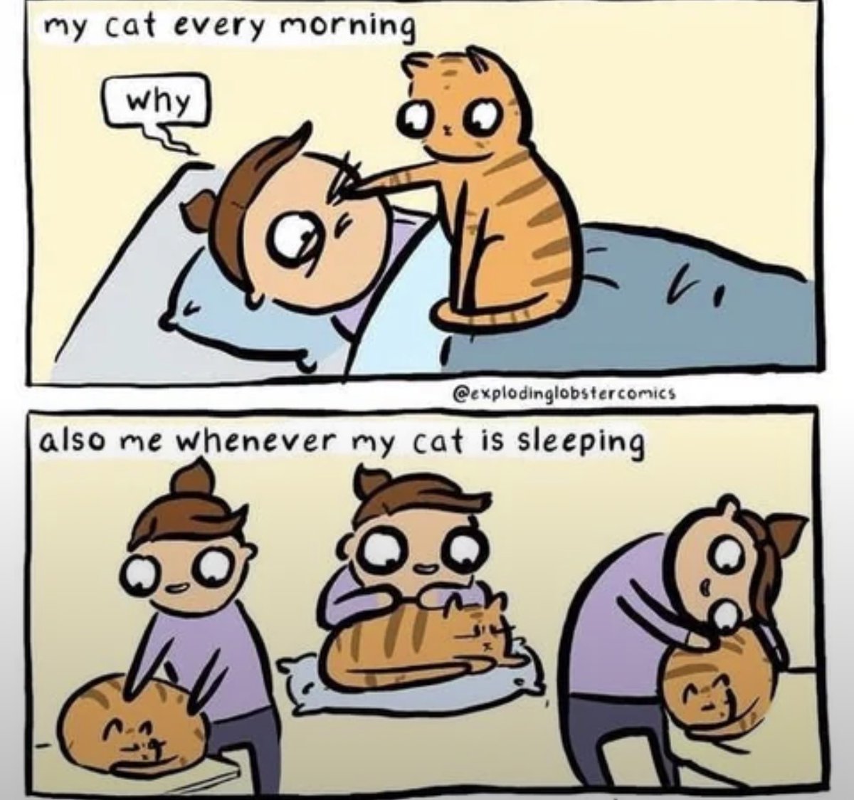 cats with powerful impression 🐾 tweet media