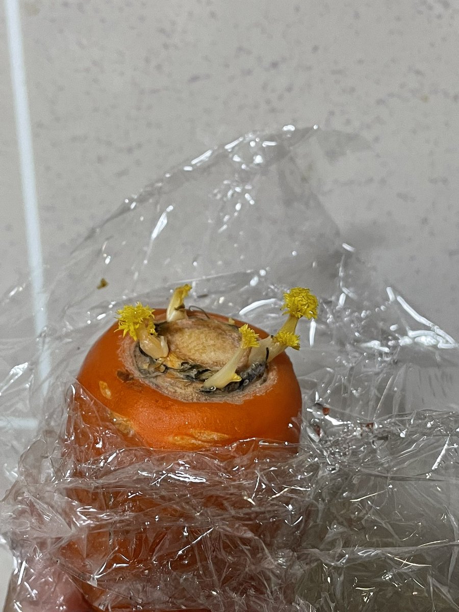 もっちー (@osaka_mocchy) / Posts / X