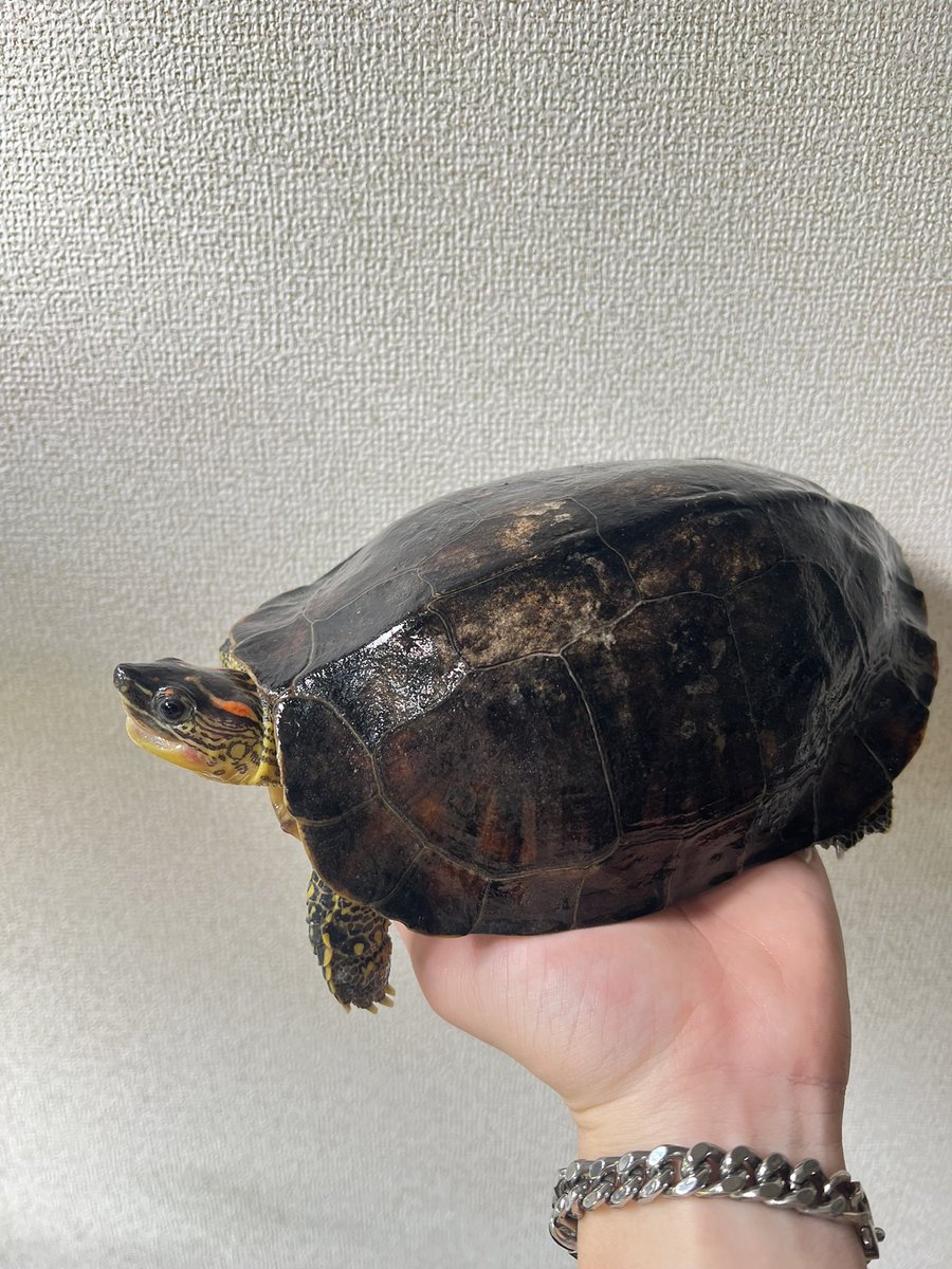 じゅんクワ tweet media