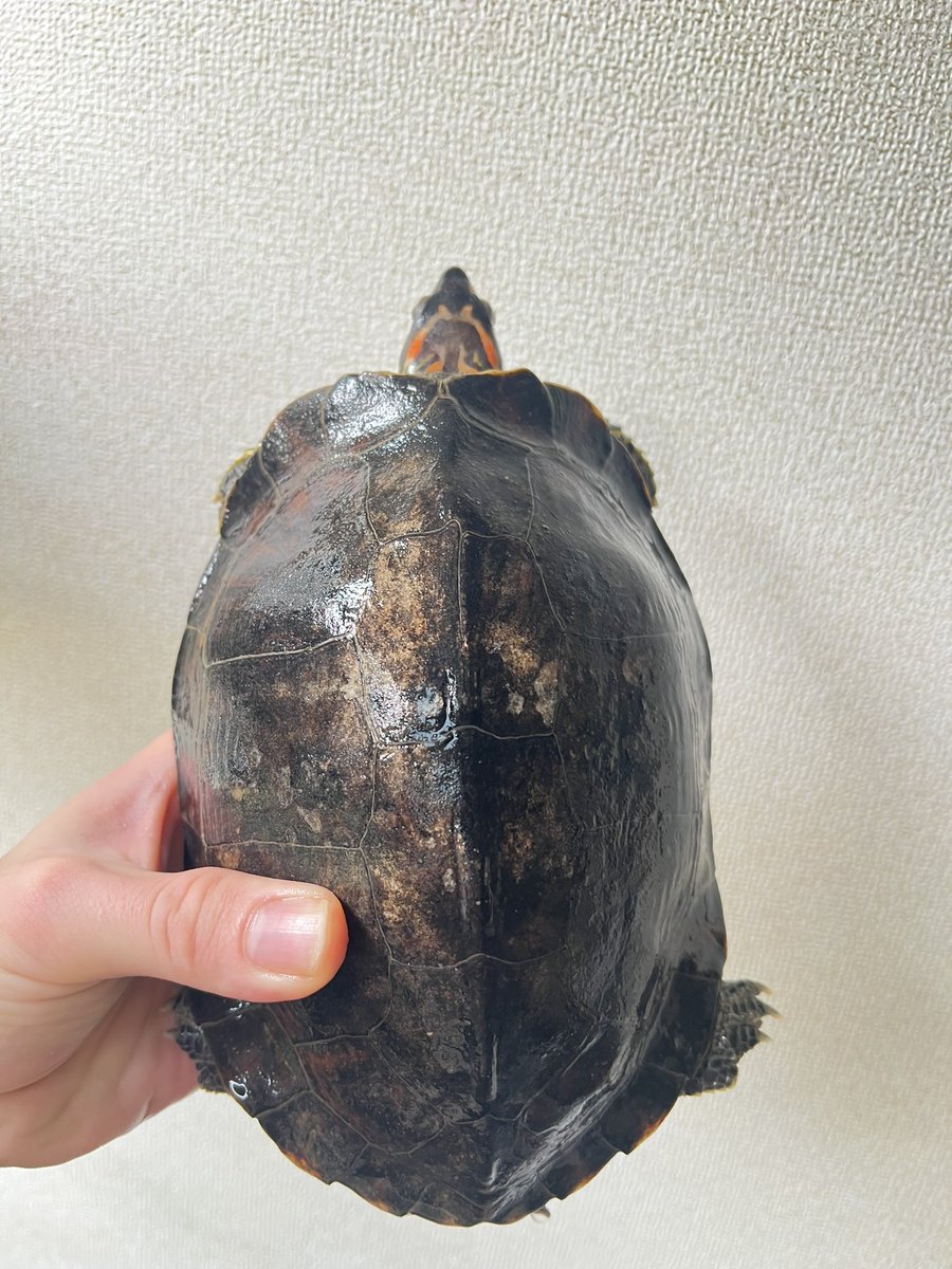 じゅんクワ tweet media