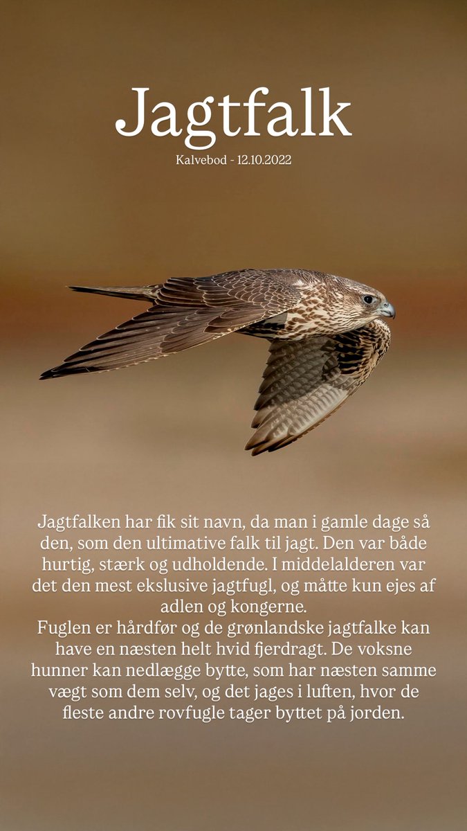 Fredagsfuglen tweet media