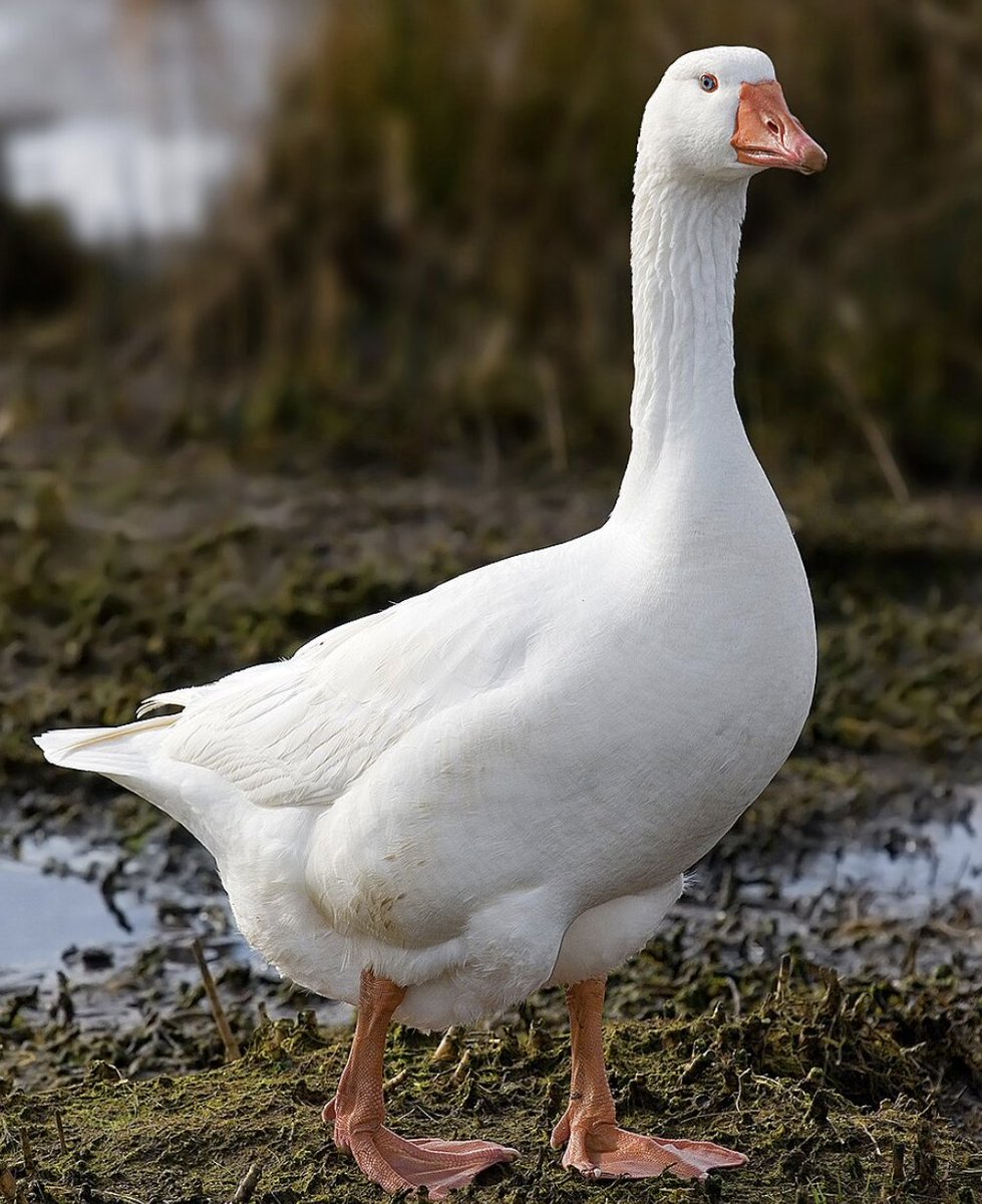 bosunatiklama's tweet image. Isparta'da meyve bahçelerindeki yabani otla mücadele için kazlar devreye alındı.