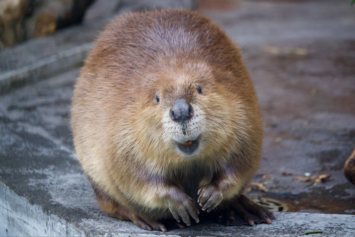 masa624's tweet image. 美ーバー🦫チャルちゃん💕

#アメリカビーバー　#beaver　#羽村市動物公園　#ヒノトントンZOO
（📷️25/12/25🎄）