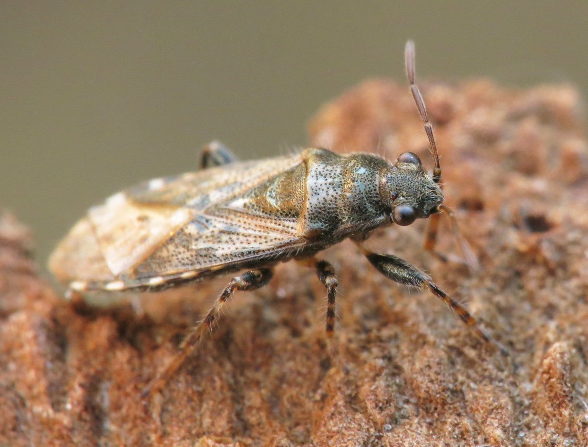 Panjan1972's tweet image. Netelringpoot - Heterogaster urticae op een plataan in Rijssen. #ElkeDagEenInsect #wants #macro #natuur #insect #bugs #natuurfotografie