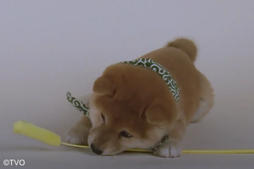 豆助 -Mamesuke- 公式 (@mamesuke_tvo) / Posts / X