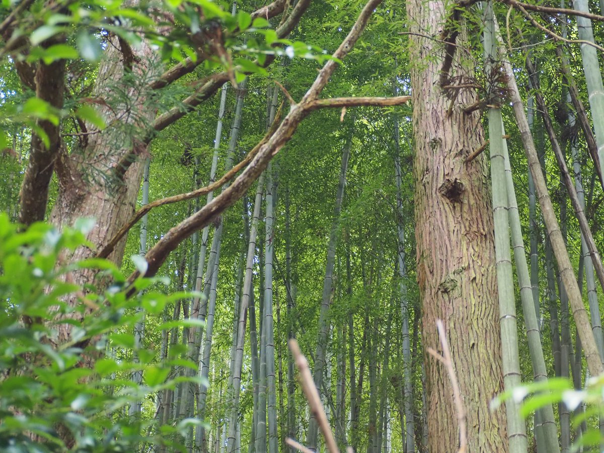 山間に佇む神社 山住神社 - Wikipedia