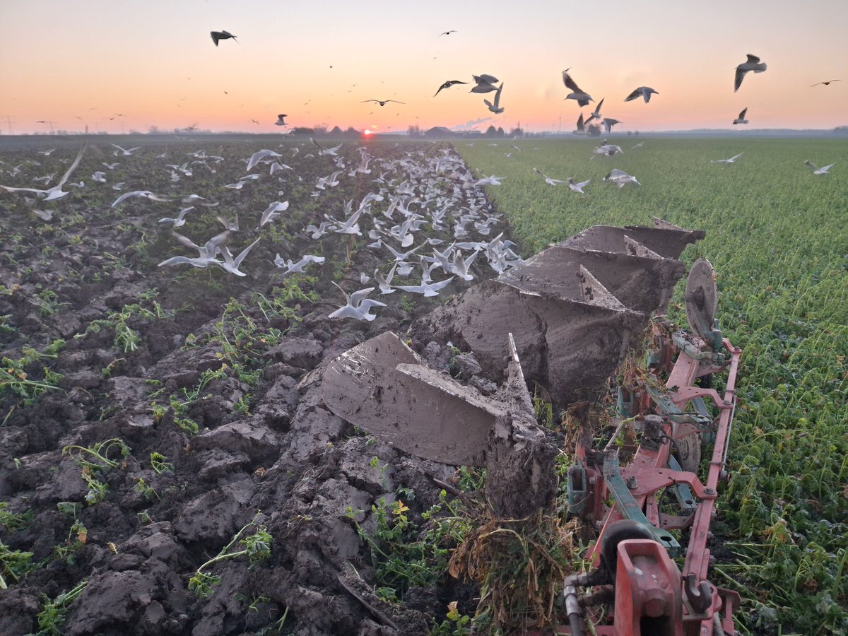 Ploegen over de vorst en meeuwen voeren...