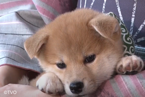 豆助 -Mamesuke- 公式 (@mamesuke_tvo) / Posts / X