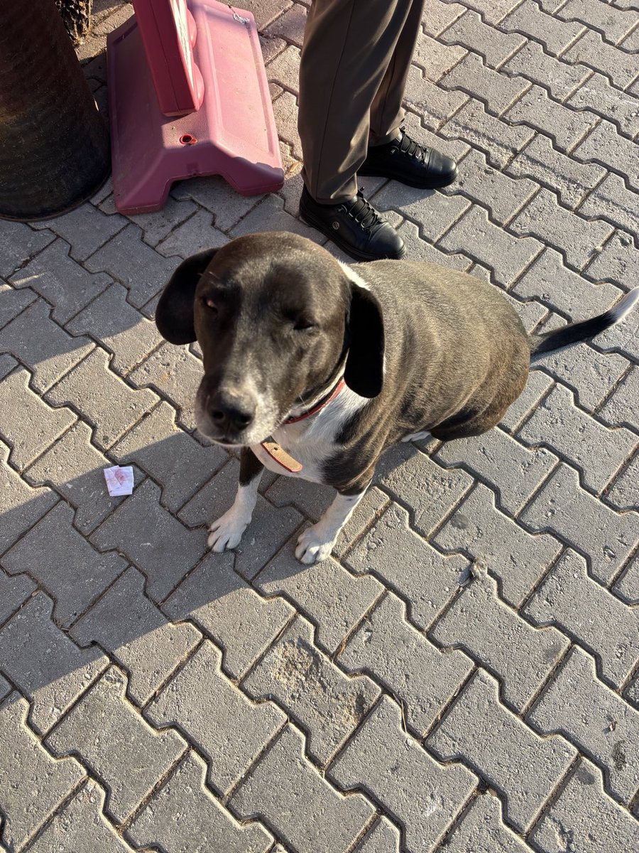 BARINAĞA GİTMEDEN KURTARALIM‼️
9 yaşında çok uysal sevecen kedilerden küçük köpeklerden kaçıyor havlama huyu yok
KONYA/ SELÇUKLU 
İletişim: 05423325612

<a href="/benzey06/">zeyno</a>