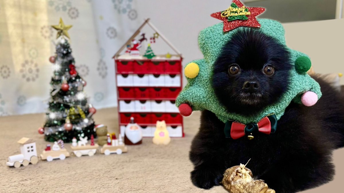【ポメラニアン クロ】 黒ポメラニアンのぷーちゃん (@phoochannel) / Posts / X