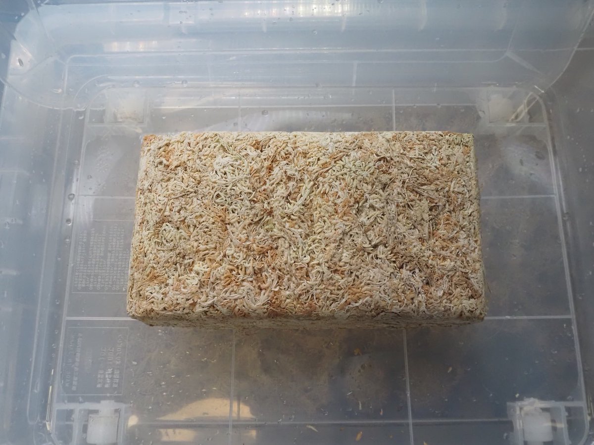 Kazuto☆大٩(ˊᗜˋ*)و阪☆ tweet media