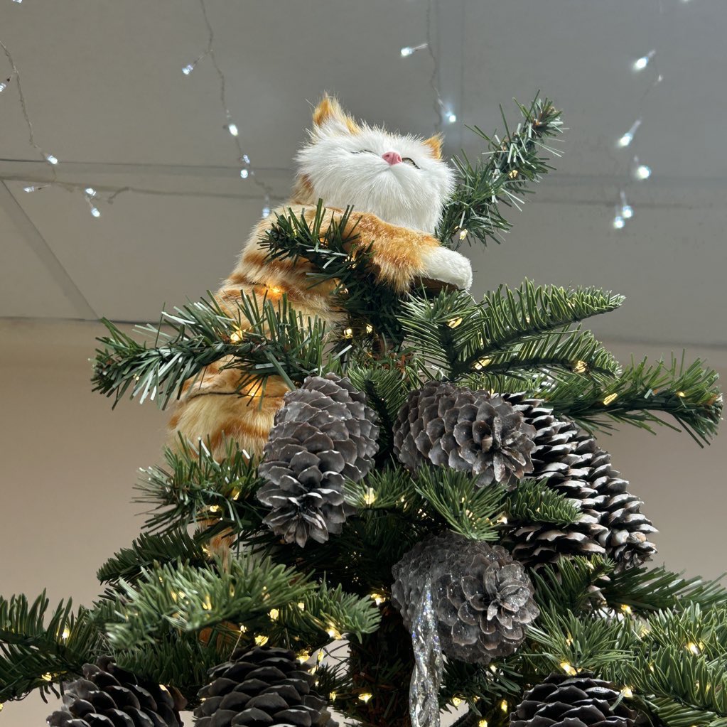 В ветеринарке обнаружена лучшая ёлка