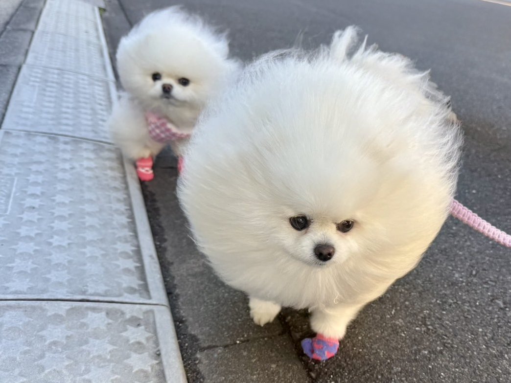 ポメころび❤️ タミヤクラフトツール 薄刃ニッパー （ゲートカット用） | タミヤ