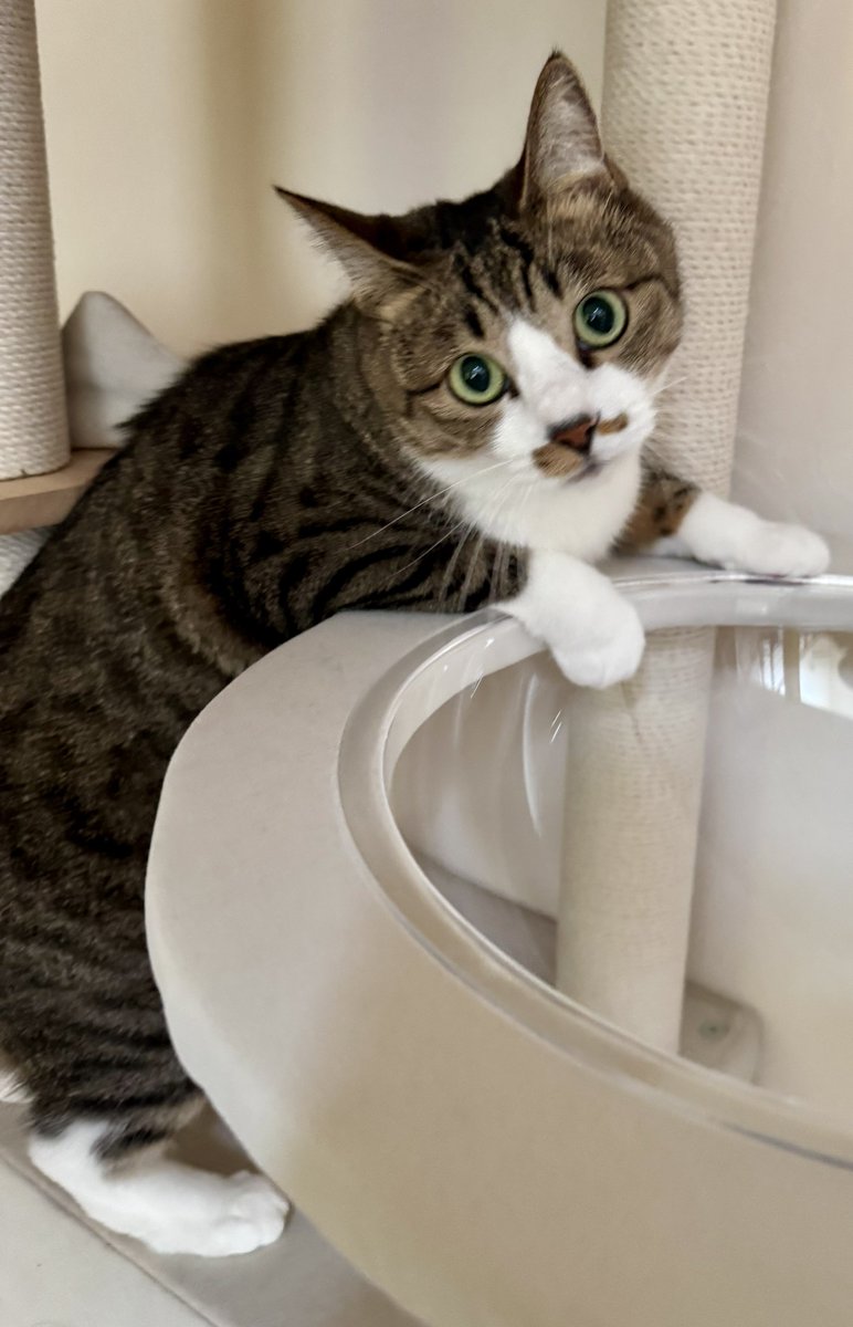 ringotonekosuke's tweet photo. ㊗️うちのコ記念日✨
＃猫 #ねこ ＃猫好きさんと繋がりたい ＃猫をTLに流しちゃおう ＃猫との暮らし   #ふーこのまいにち https://t.co/sc5o2EKYip
