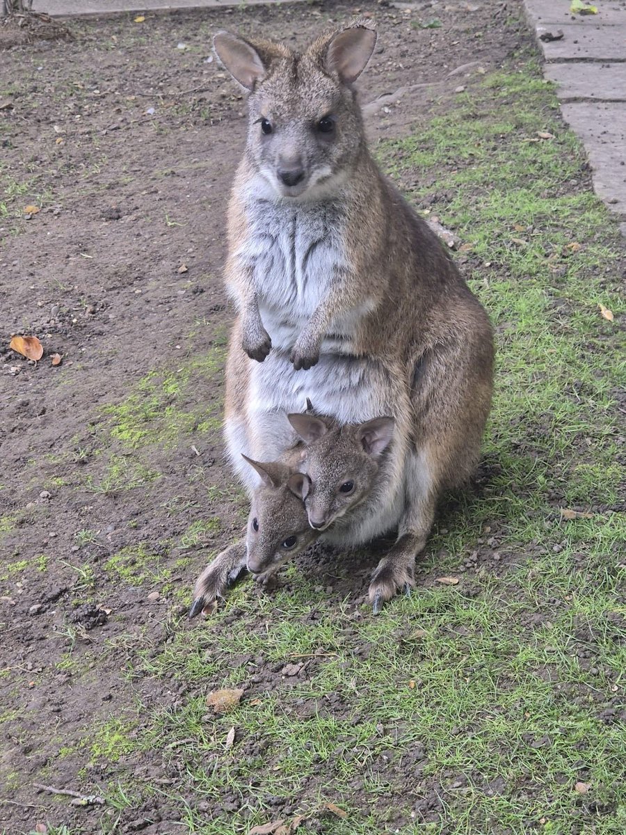Happy Boxing Day! We're back open as normal today after yesterday's festivities, and our 2 parma wallaby joeys are recovering from all the excitement with some extra pouch time!
Don't forget you can bring your little joeys to the zoo for free for the next few days. 
Book online.