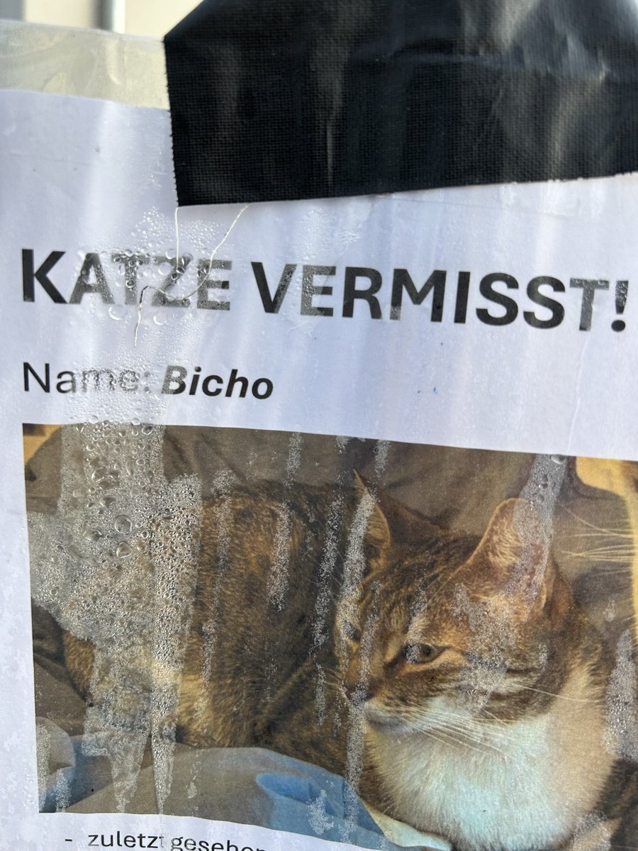 ProlMigra's tweet photo. warum heißt die Katze bicho digga https://t.co/VQrqod7blR
