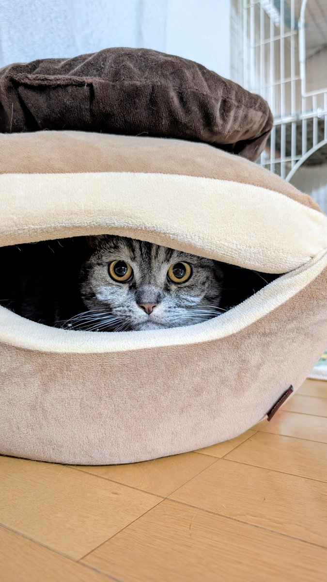 ねこさん⚡(ΦωΦ) (@catnap707) / Posts / X