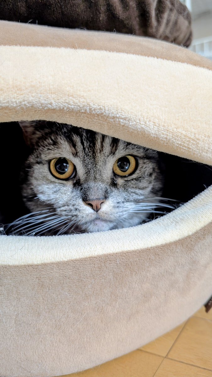 ねこさん⚡(ΦωΦ) (@catnap707) / Posts / X