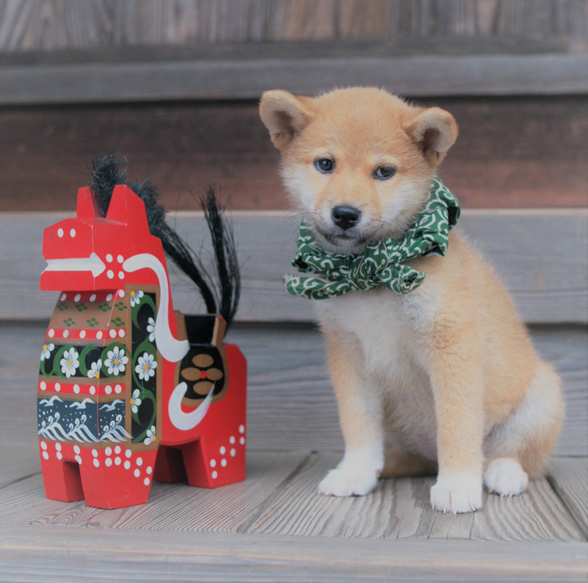 豆助 -Mamesuke- 公式 (@mamesuke_tvo) / Posts / X