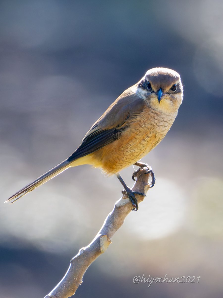 モズ子さんに見つめられる
今年最後の「もう金曜日」
小さな猛禽 #モズ