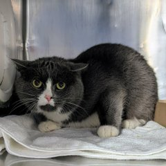 Peter Askin tweet media