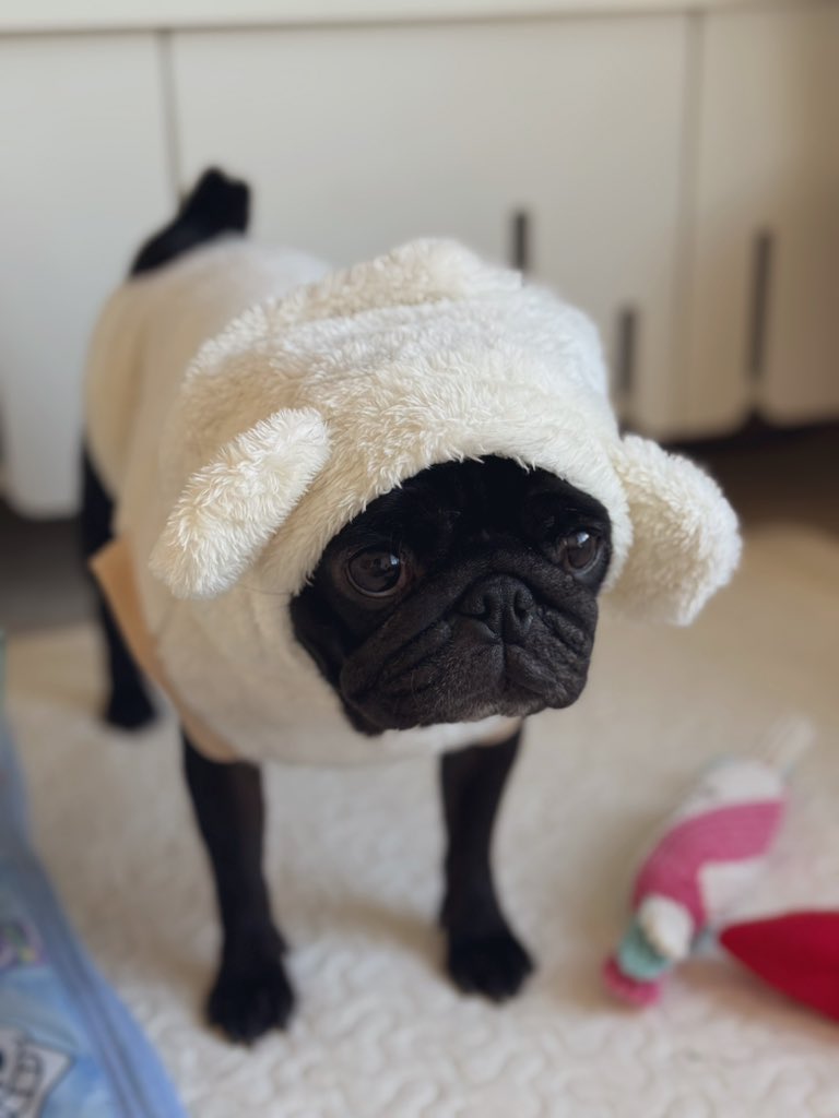 パグ pug