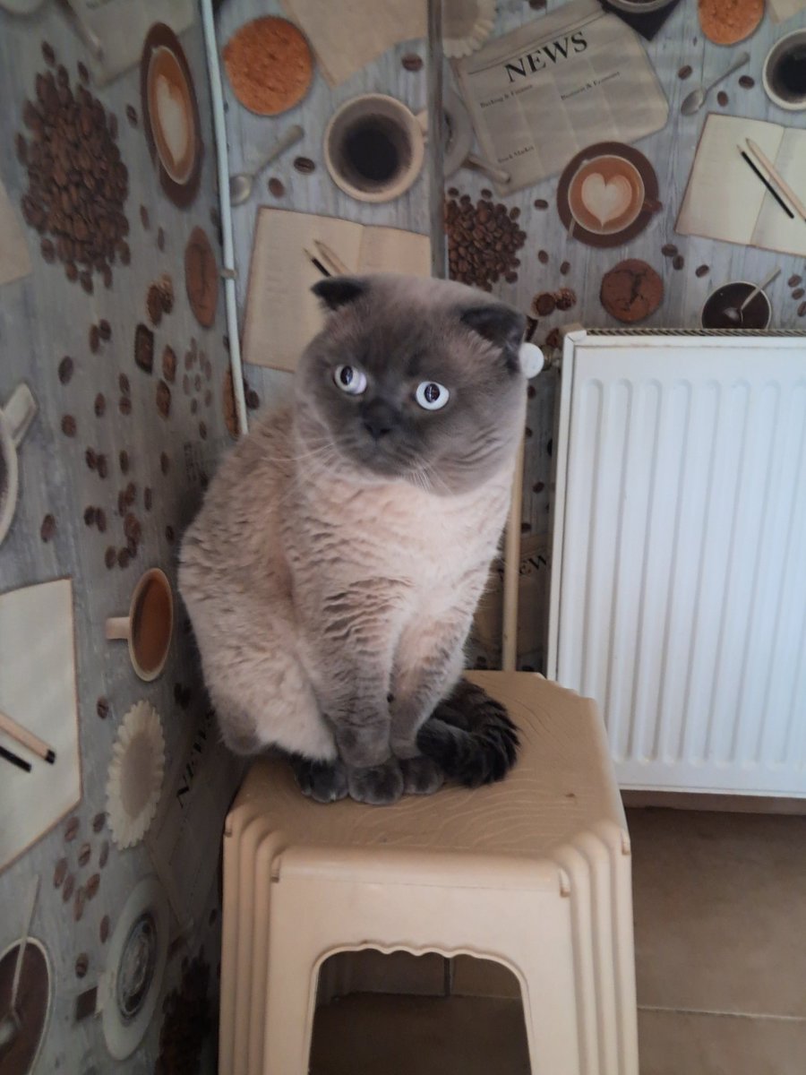 Senin bu biblo haline bayılıorum ben maşallah yine enerji yayıyor 😂😂😻😻