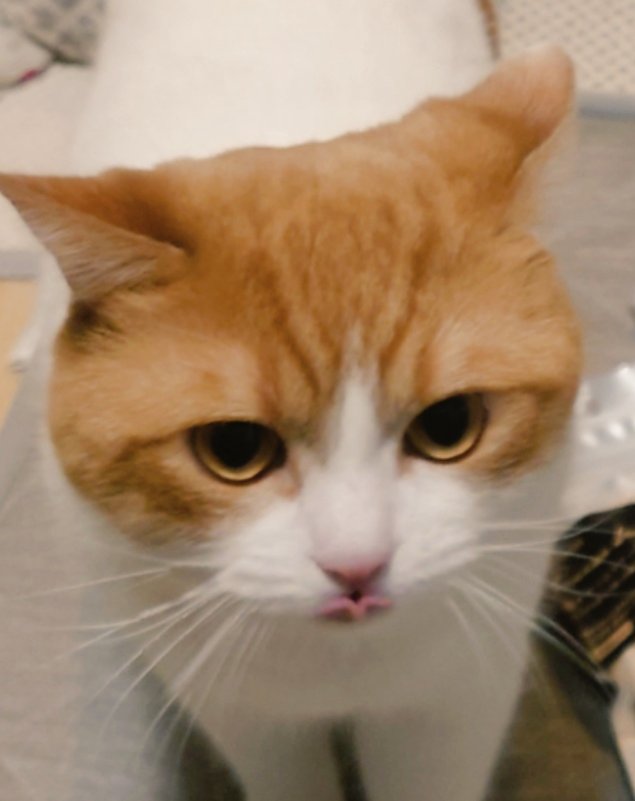 おちゃまる (@ochamarusan0126) / Posts / X