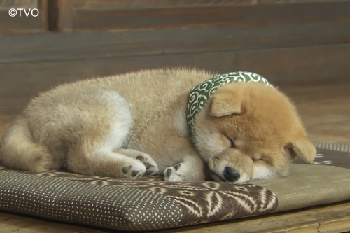 豆助 豆助 -Mamesuke- 公式 (@mamesuke_tvo) / Posts / X