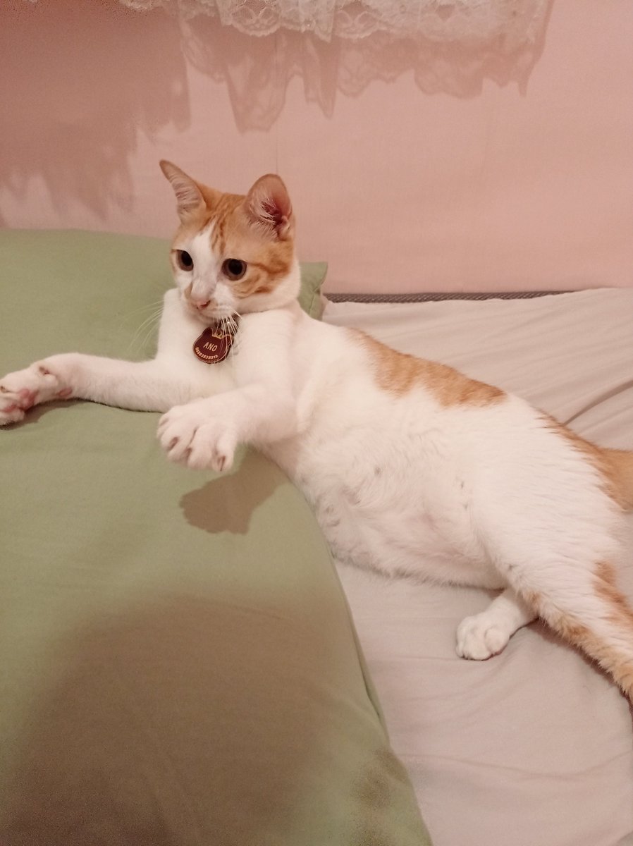 tripletsanonu's tweet image. "Tadi anyo liat kucing perutnya segini"
"(っ º - º ς)"