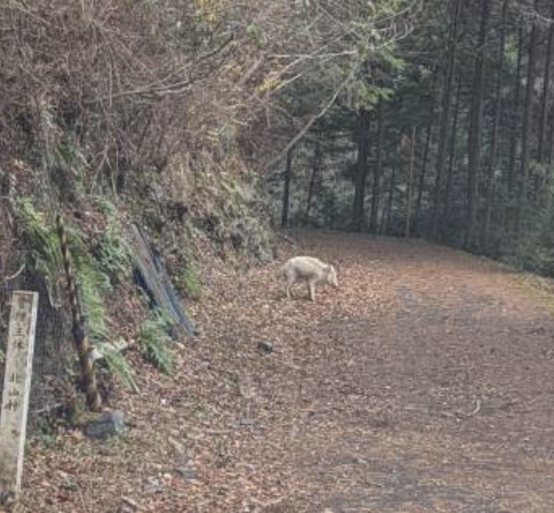 本日、飛び地村で目撃された「白い猪」

リアル乙事主さまぁ！！！

*とても珍しく、幸運の象徴だそうです！皆様の年末年始が幸せでありますように。