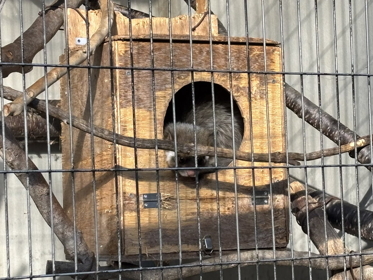 オクラさん確認画像 オクラ