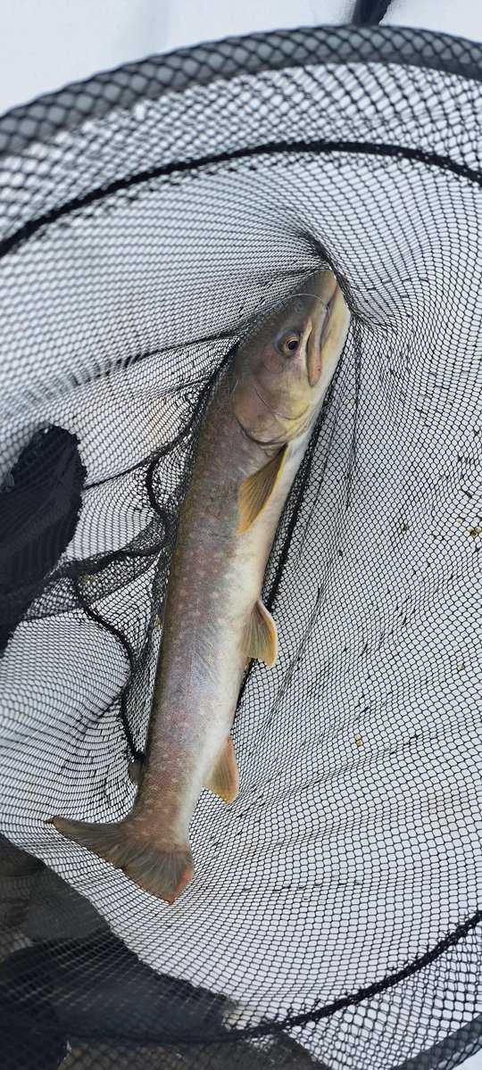 viphage's tweet image. いいサイズだわ⁉️#がまかつ#サーモンロッド#渓流釣り#本流延べ竿釣り#北海道#アメマス