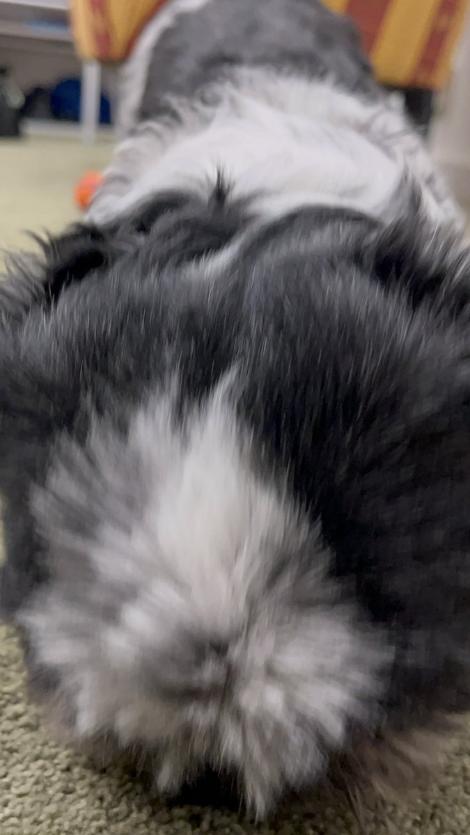 기다려 못참아버린 강아지