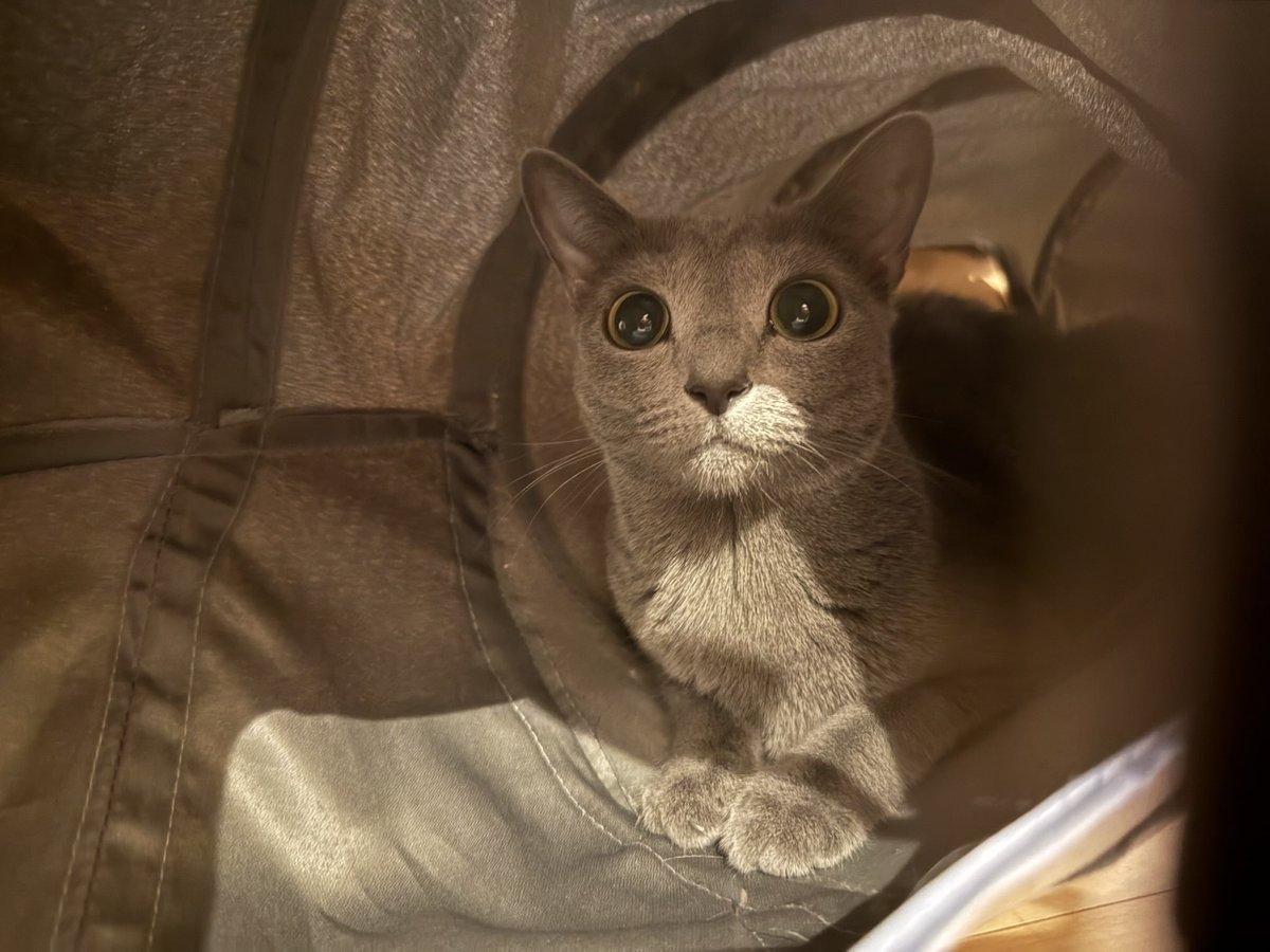 まんまるお目々だネっこ #ロシアンブルー #ねこかわいいね