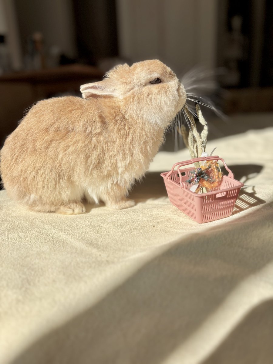 いのかむきぃせちゃしちゃ🐰みぃ👩🏻 tweet media