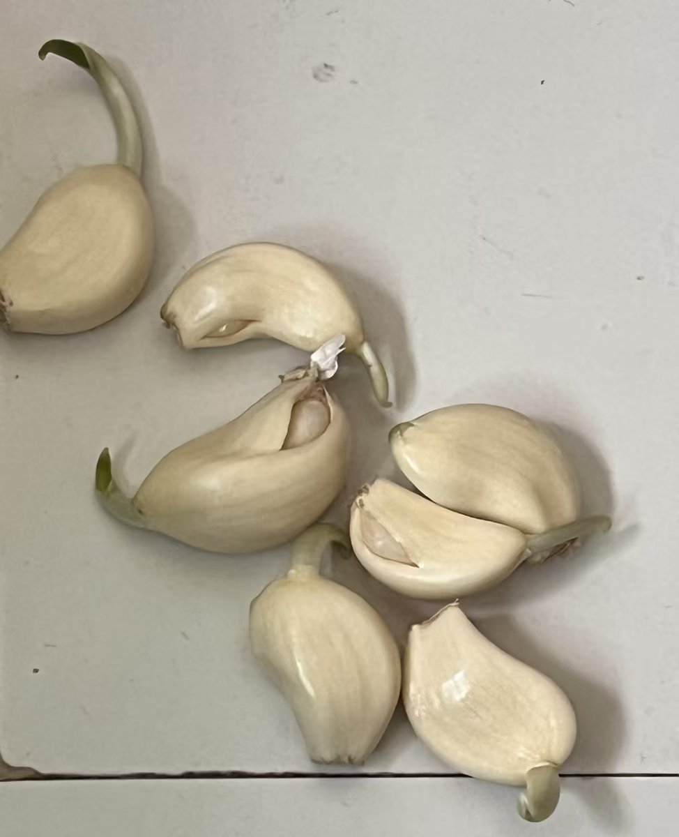 大蒜怀了小蒜还能吃吗？