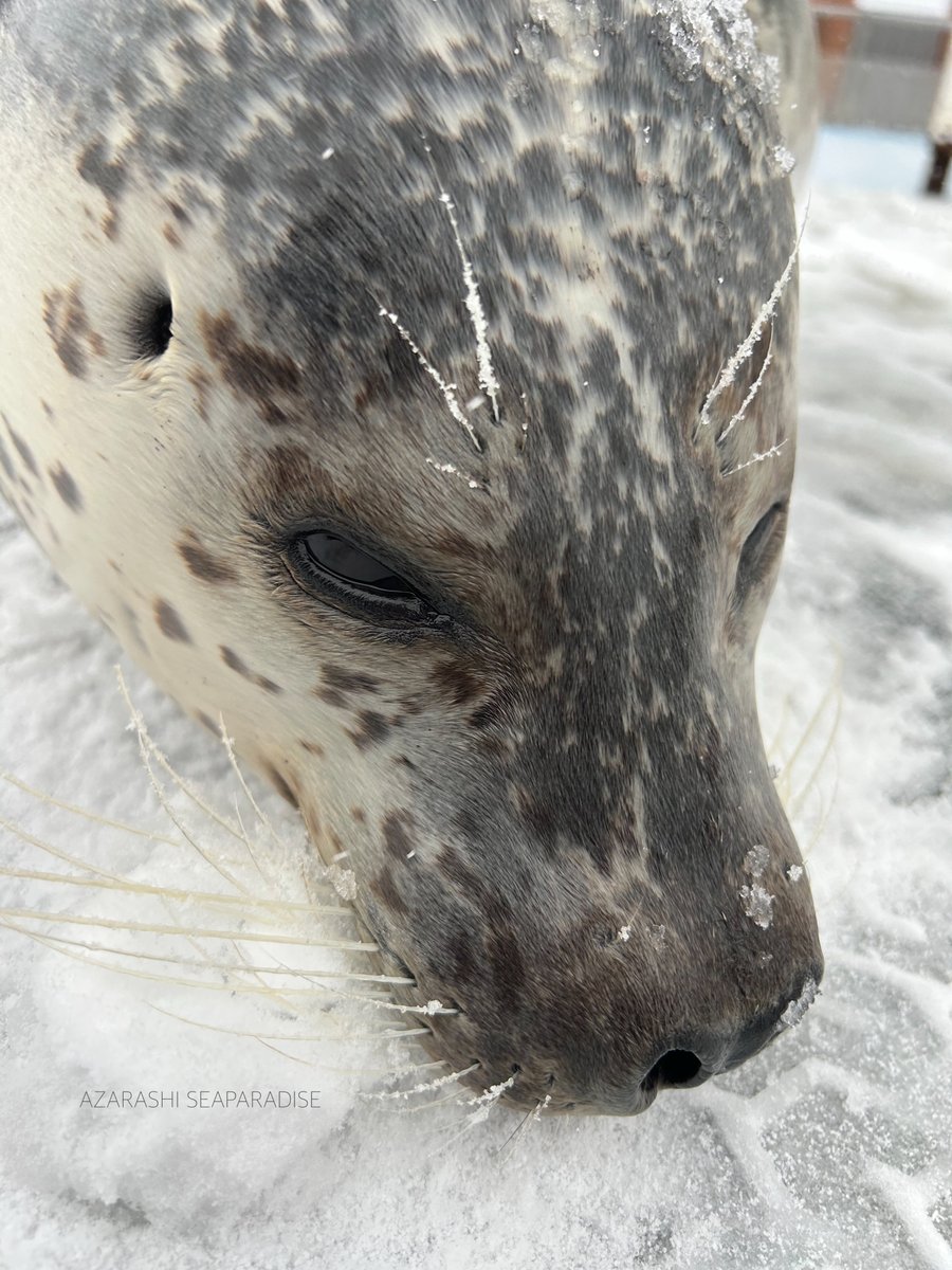ニマッとしてる日和と、おじぎドアップ日和です🦭✨