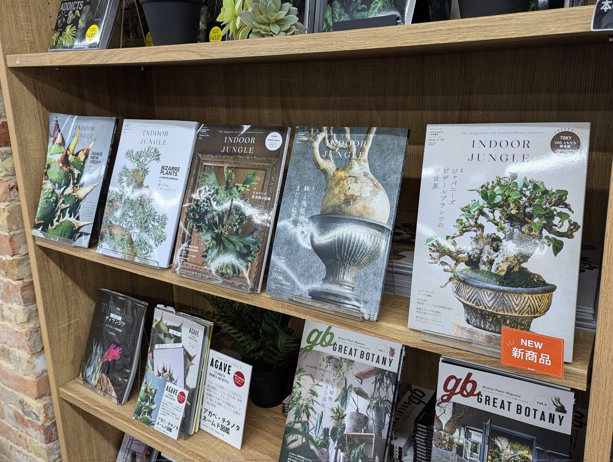 mpj_hansoku's tweet image. 🪴#オザキフラワーパーク さん@武蔵関

📚️レジ近くの棚に『#インドアジャングル』誌の最新号&amp;amp;バッグナンバーをズラッと取り揃えていただいております〜！

#INDOORJUNGLE
#ビザールプランツ
#珍奇植物