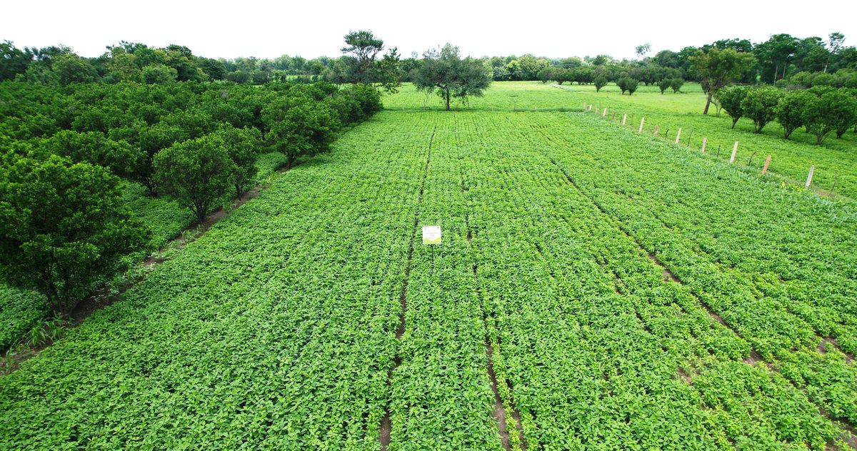 ITCCorpCom's tweet photo. ITC reaffirms its commitment to contributing meaningfully to India’s farm transformation, aligned with the vision of Viksit Bharat 2047. With a century-long association with India’s farmers, ITC launched ‘Mitti Mera Desh – Tales from the Heartland’, a storytelling initiative that celebrates authentic, human-centred farmer success stories. Anchored in its Climate Smart Agriculture (CSA) Programme, the initiative addresses the environmental and social impacts of climate change while strengthening the resilience of ITC’s agri-value chains.

📷 Read the full story from The Hindu Businessline here: https://t.co/mXCwjwDsDM

@businessline 
#MittiMeraDesh #TheITCWay