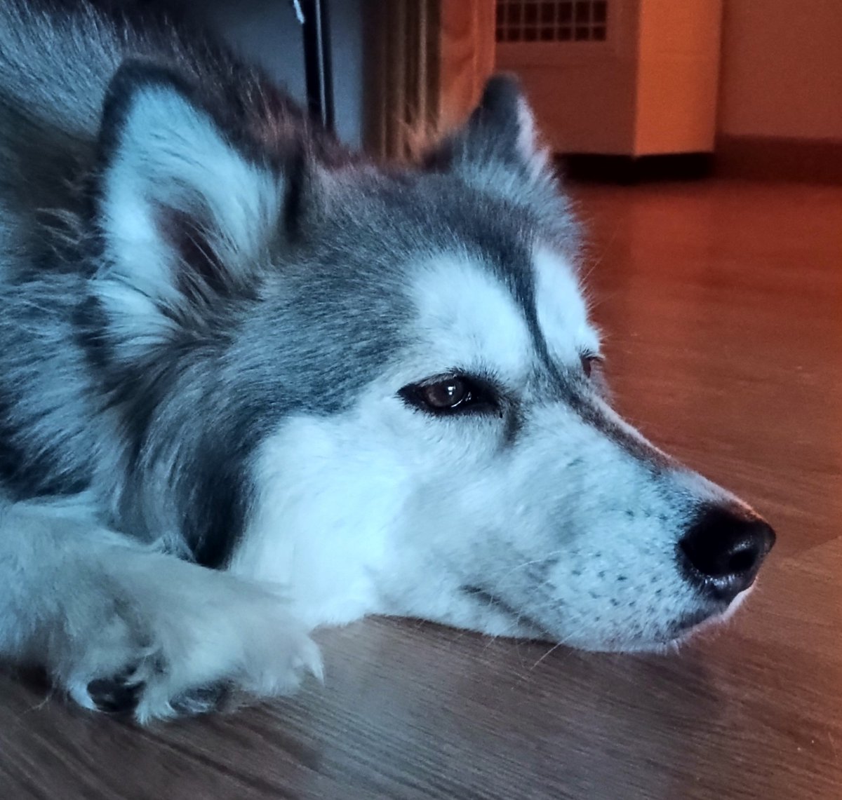 Ineliababs's tweet image. ¿Y si usan la IA generativa para algo interesante de verdad como poner a Johnny Depp en Animales Fantásticos 3?