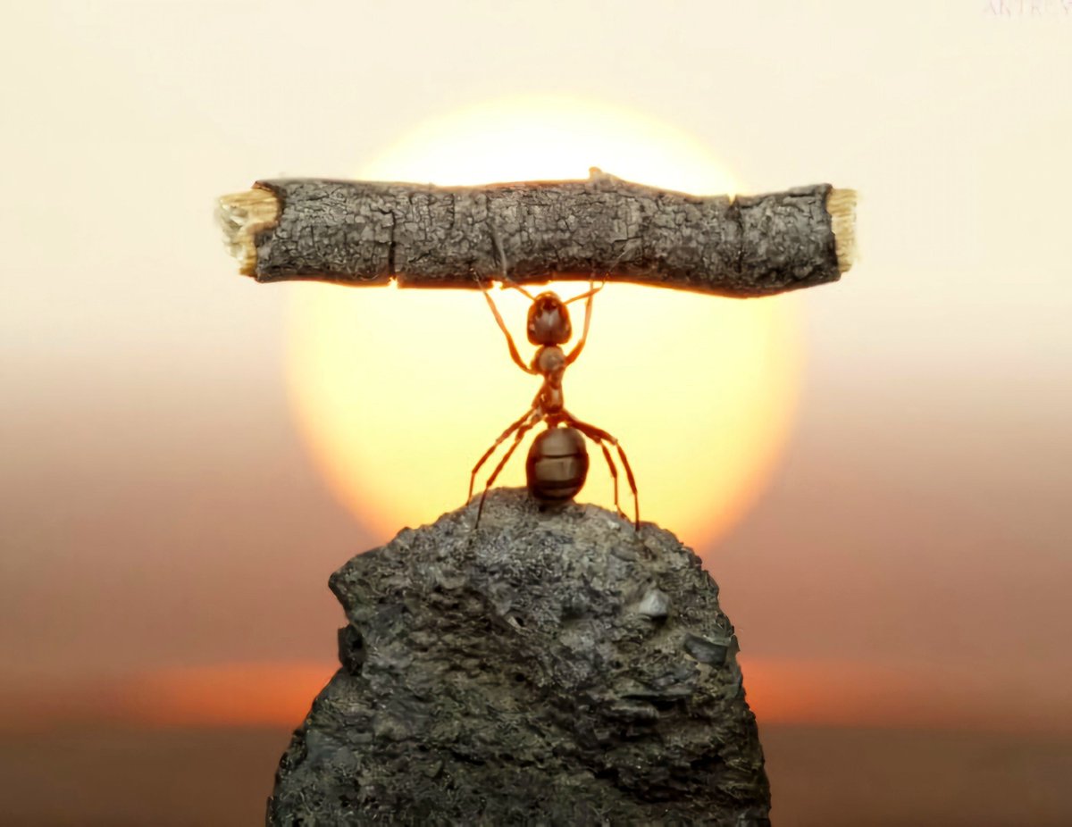 Russian photographer Andrey Pavlov takes the most mind-blowing macro photographs of ants that you will ever see.