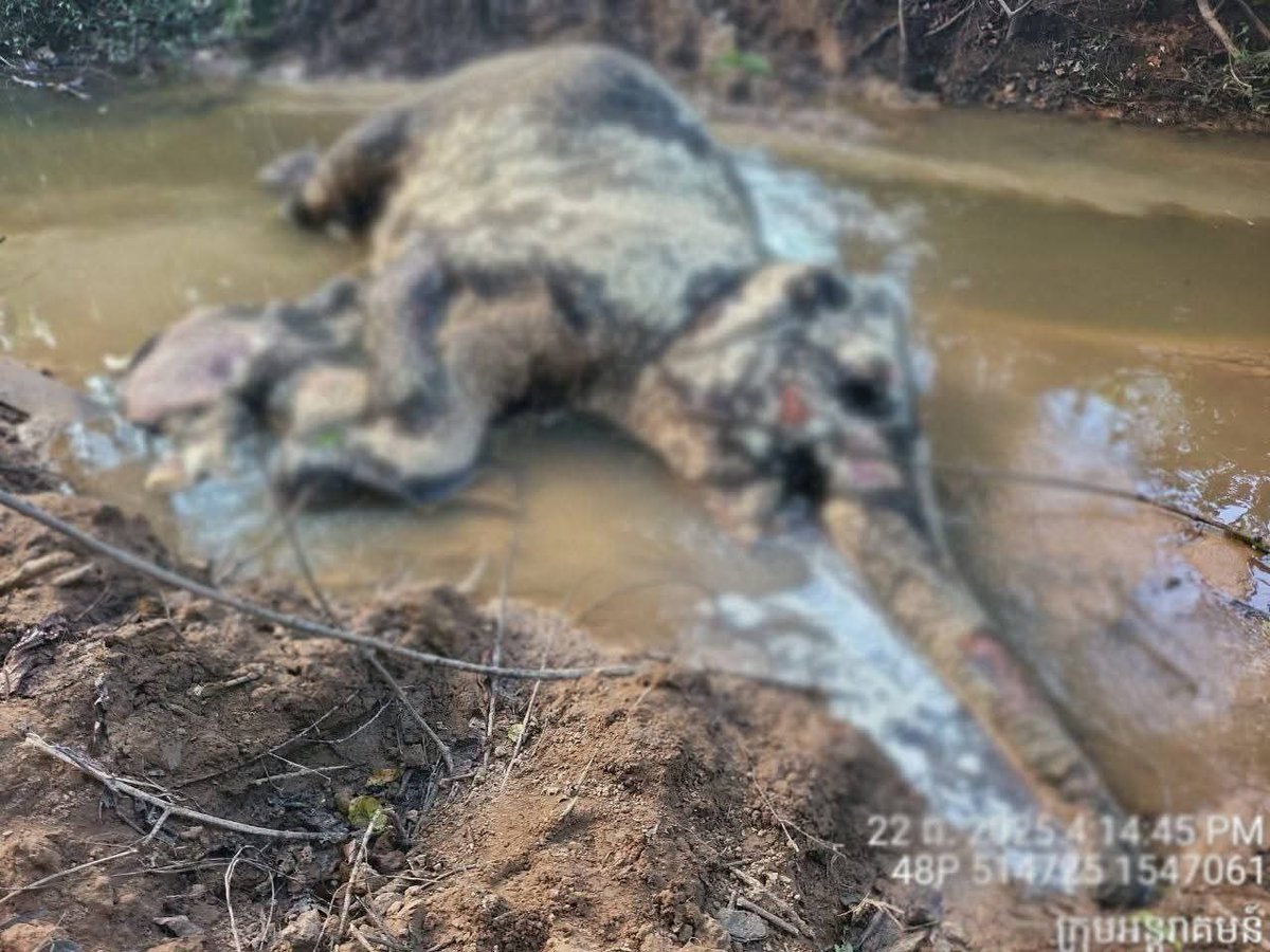 phnompenhpost's tweet photo. Airavata foundation condemns Thai military over precious wildlife deaths

Neth Pheaktra, Minister of Information and honorary president of the Airavata Elephant Foundation, has strongly condemned Thai military’s “brutal and inhumane” aggression, saying it has not only claimed human lives but also devastated wildlife and protected ecosystems in northern Cambodia.

Video: https://t.co/rRri3Ld5JG

Follow us:
https://t.co/9DYcfmQpie