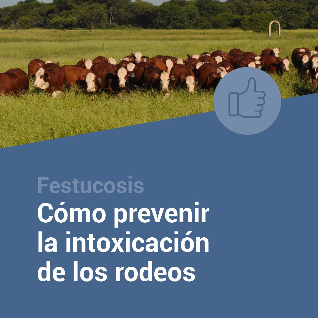 intaargentina's tweet photo. Nuestro @INTABalcarce advierte sobre el riesgo de intoxicación en bovinos por consumo de festuca infectada con hongos endófitos. En verano, los cuadros pueden agravarse. Por eso, acercamos recomendaciones para minimizar el impacto en el rodeo 🧵

Más info👉https://t.co/HK1eN1BTCK https://t.co/JLsogZHm3j