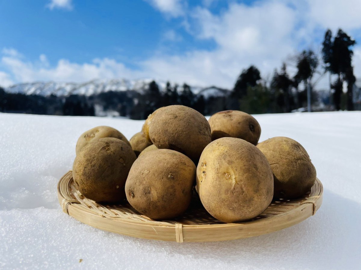 denzenfarm's tweet image. 本年も大変お世話になりました✨
第137回プレゼント企画🎁
雪室じゃがいも
2キロ×1名様にプレゼント✨

☆応募方法
①フォロー＆
②このポストをリポスト
〆切は12月28日日曜日23時59分まで
当選結果はDMにてご連絡します🙇‍♀️
メルカリ↓
jp.mercari.com/user/profile/6…