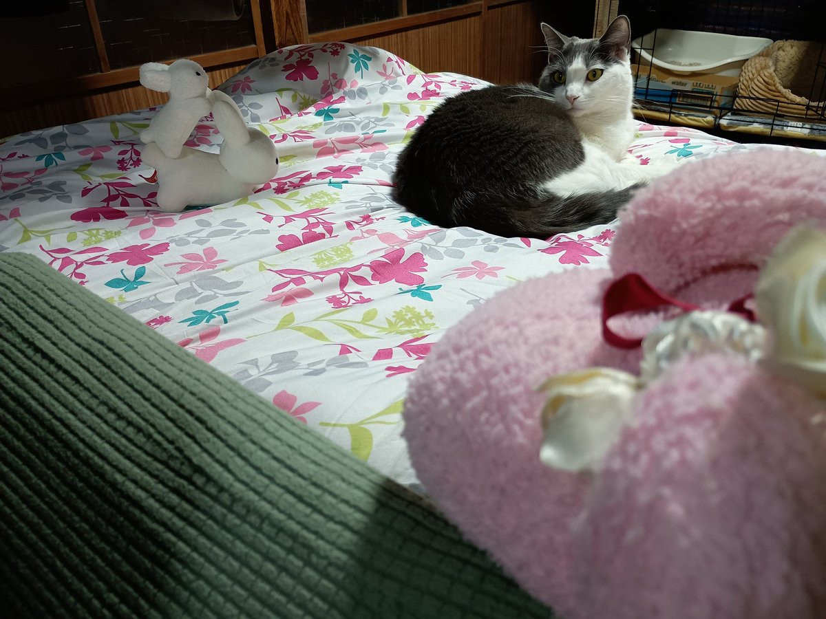 nui_momo's tweet photo. みんないるー https://t.co/dOX4s6Wz5V