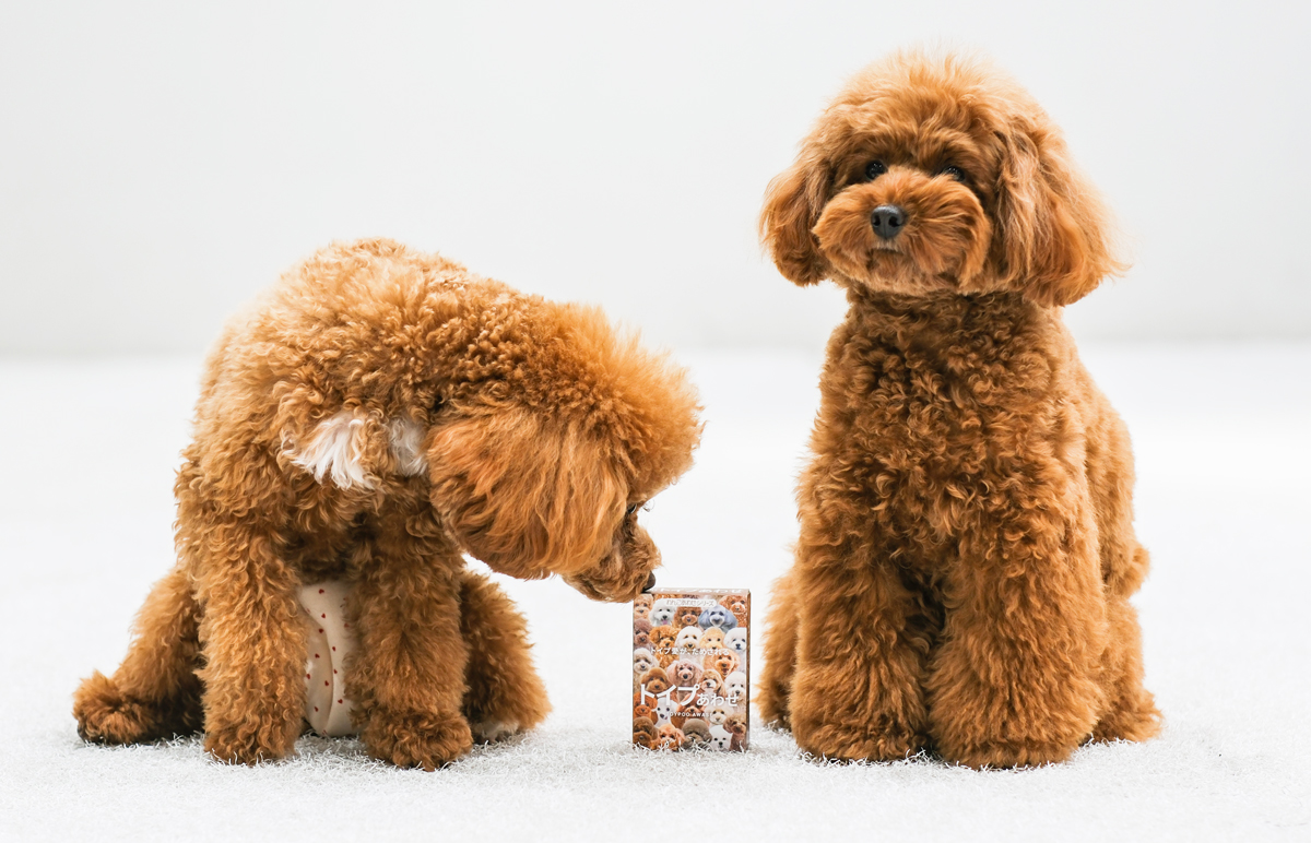 【冬季休業のお知らせ】

いつも「わんにゃんあわせ」を応援いただき、ありがとうございます！
誠に勝手ながら、下記期間は冬季休業とさせていただきます。

休業期間：2025年12月27日（金）〜2026年1月4日（日）