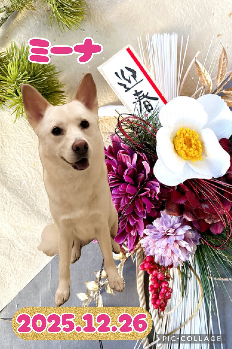liefstaart's tweet photo. ミーナちゃん☺️
ドライヤー中に伏せしてくつろいでいました😊慣れてくれて嬉しい😊

#トリミングサロン #mix犬 #リーフスタールト #成瀬 #町田 #liefstaart #トリミング #担当藤本 https://t.co/wFndqe8lxf