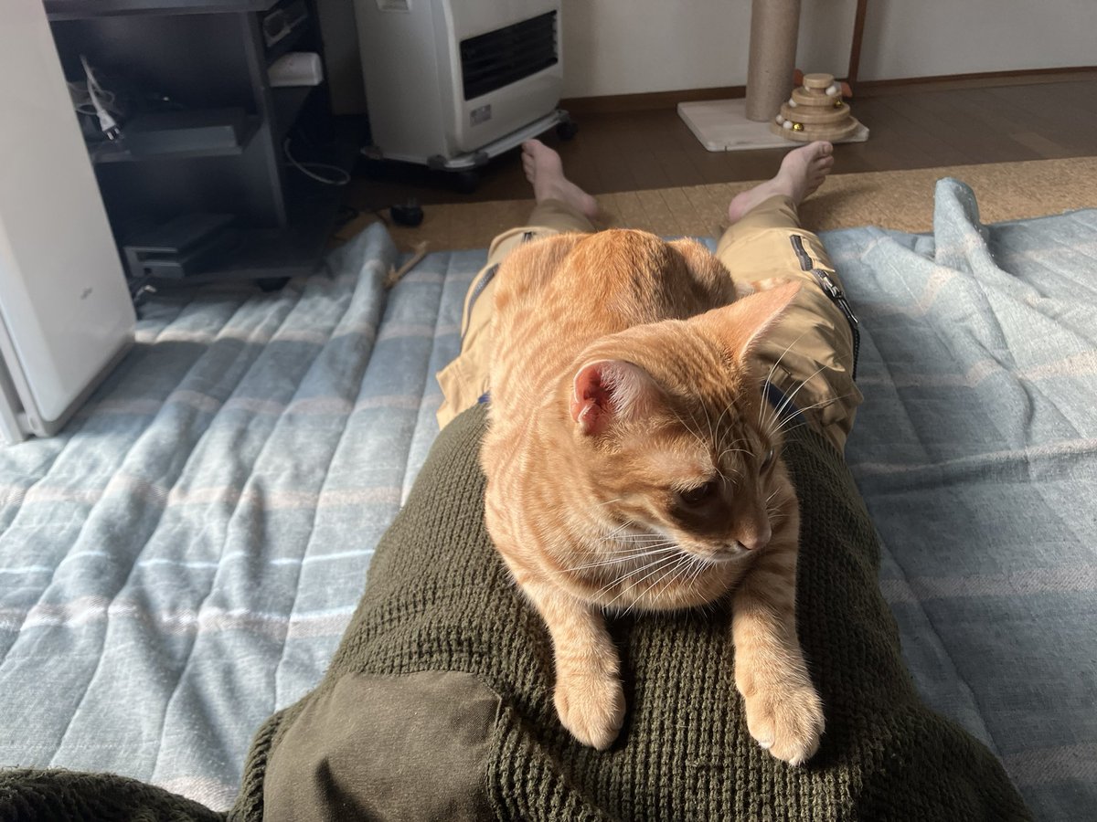 toraziro_cat's tweet photo. 下僕のお腹に乗っていただきありがとうございます！！！もっと乗って！ https://t.co/18uBAOYcYT
