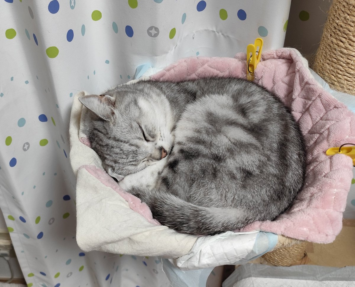 Mikan.④ mikan🍊 🐾🐈️心穏やかに😸回復を信じて🌏️ (@mikan5555) / Posts / X